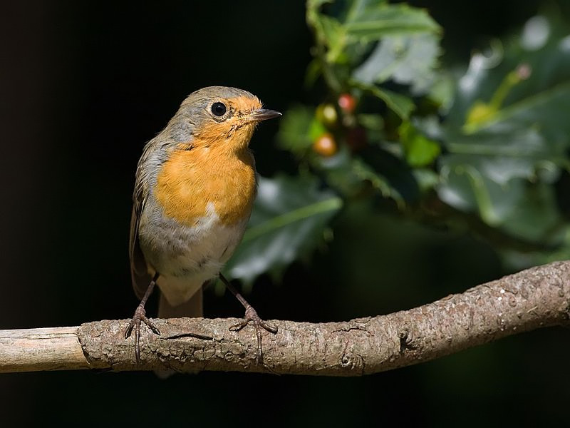 Erithacus rubecula Robin Roodborst